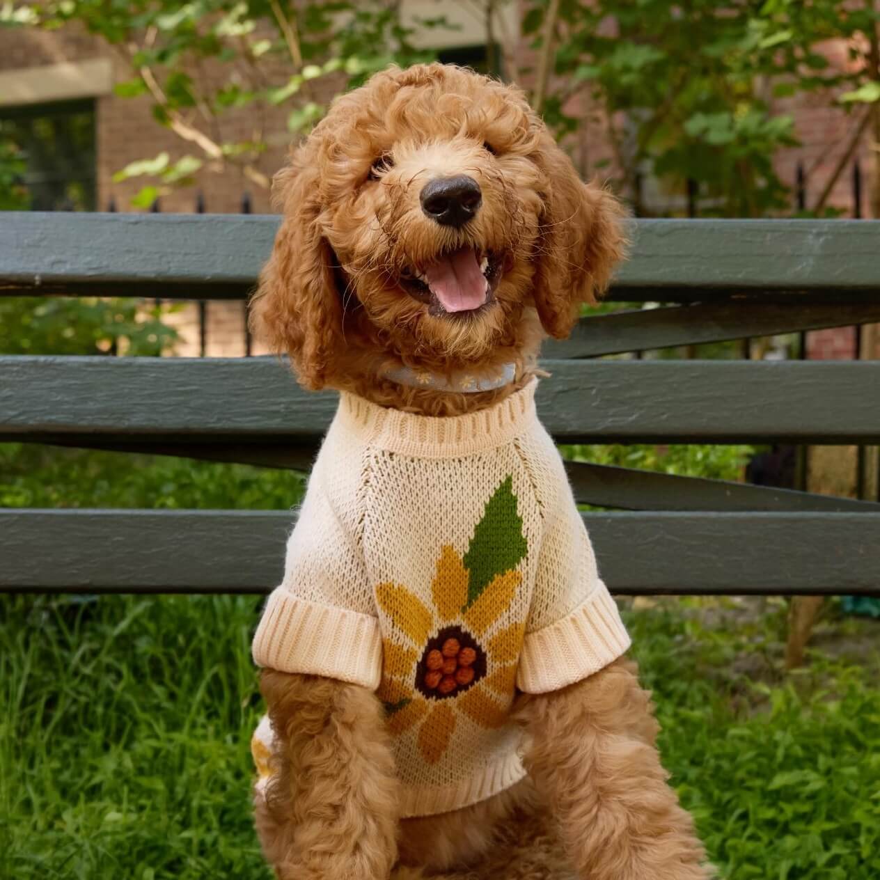 #Modeled by Honey (15lbs) in Medium