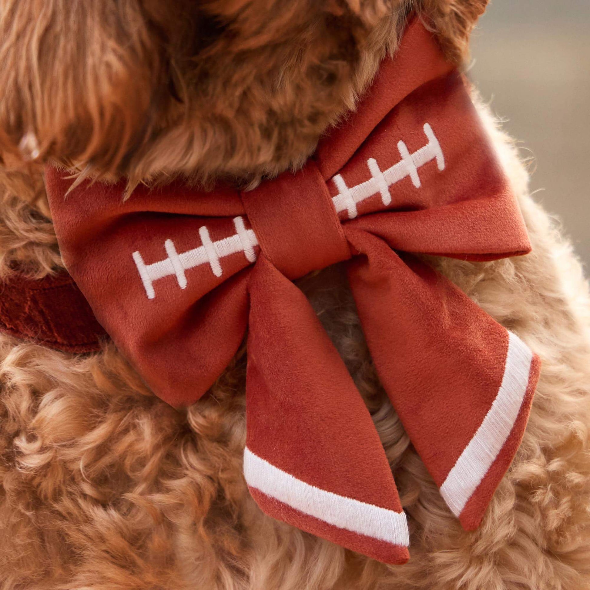 #Modeled by Bentley (43lbs) in a Medium collar and Large lady bow