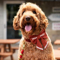 #Modeled by Bentley (43lbs) in a Large lady bow