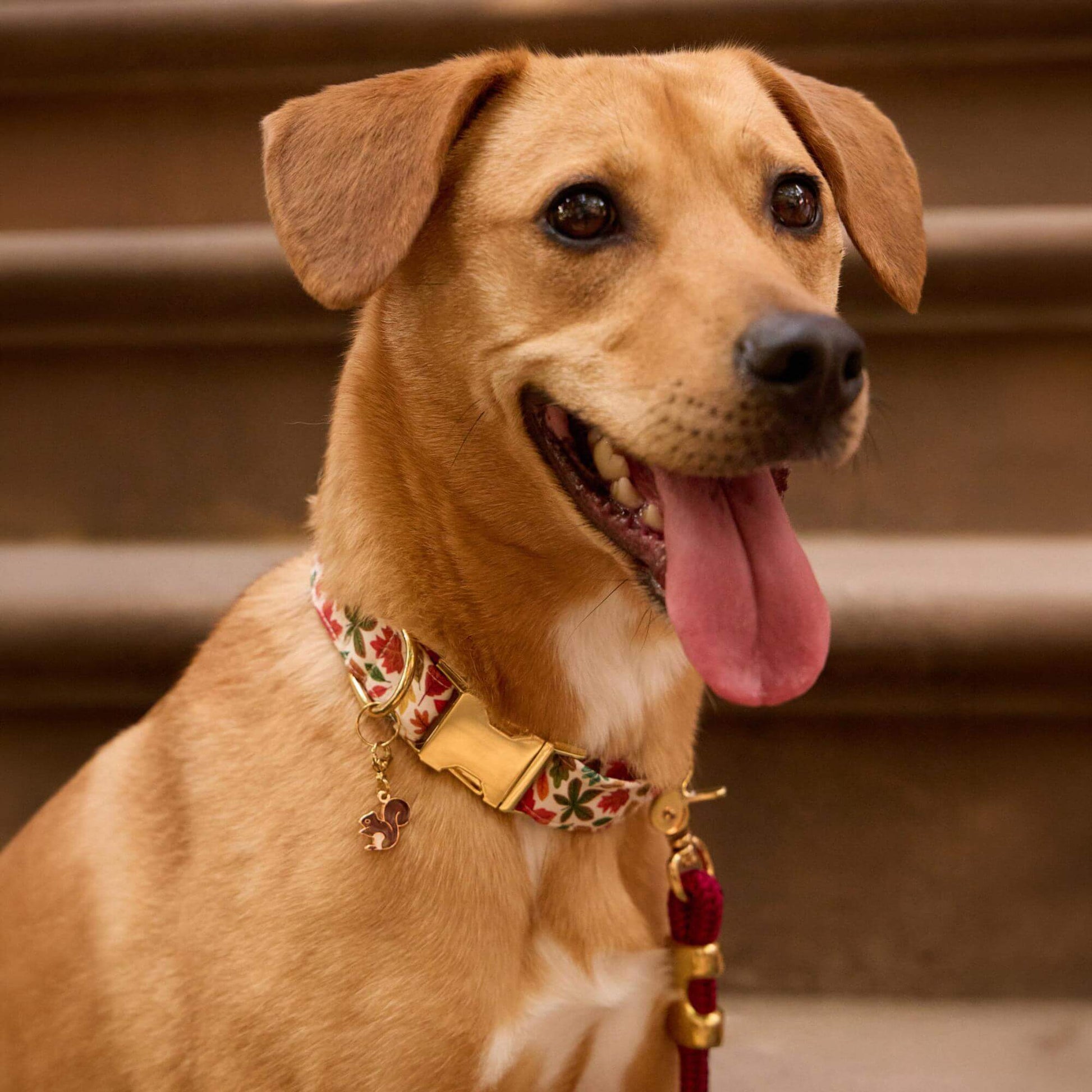 #Modeled by Purdie (40lbs) in Medium