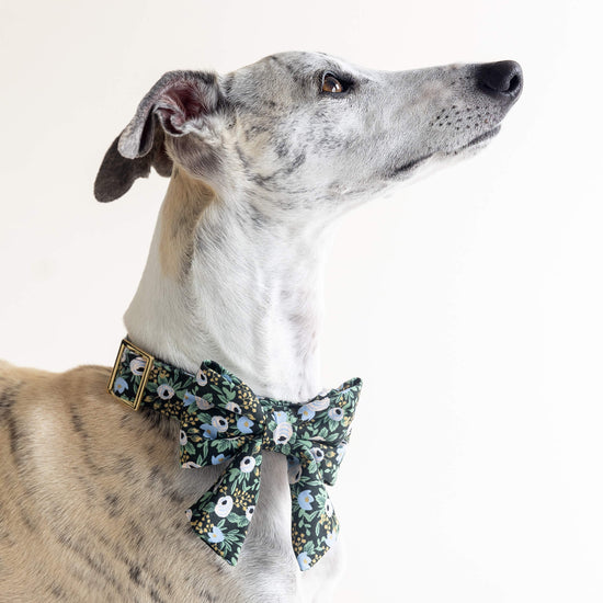 Periwinkle Posies Lady Bow Collar