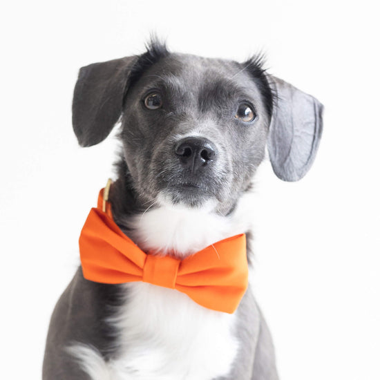#Modeled by Kai (17lbs) in a Small bow tie