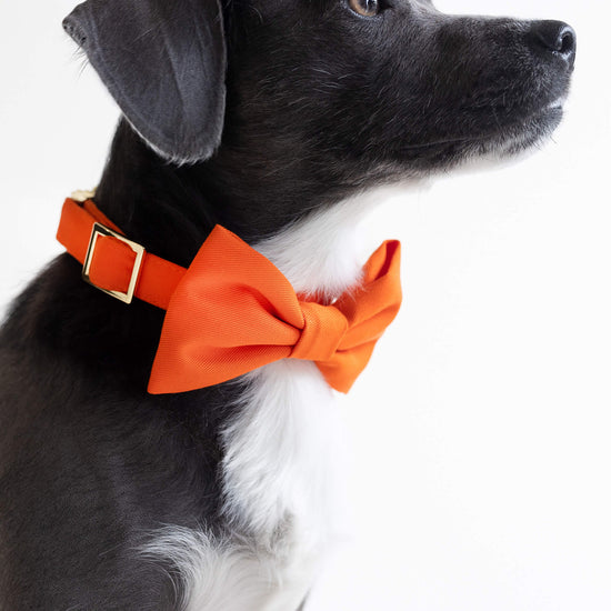#Modeled by Kai (17lbs) in a Small collar and Small bow tie