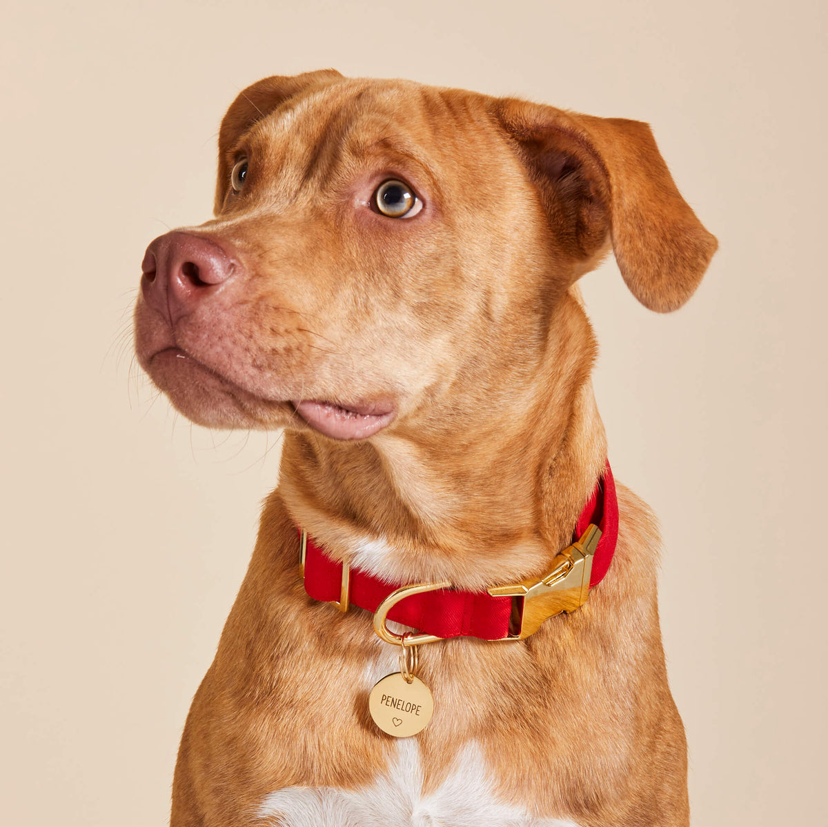 Ruby Ridge Dog Colorized Ruby Dog Collar – The Foggy Dog