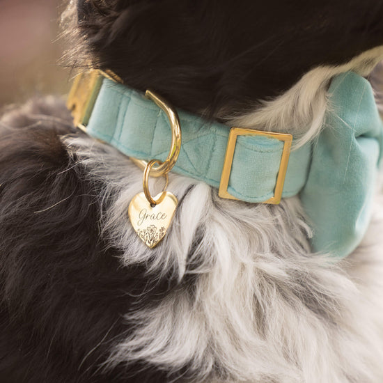 #Modeled by Wilson (25lbs) in a Small collar and Large bow tie