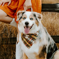 #Modeled by Ollie (63lbs) in Medium