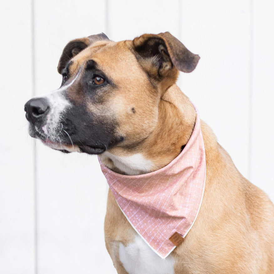 THE FOOGY DOG, Terra Dog Collar(Made in the USA)