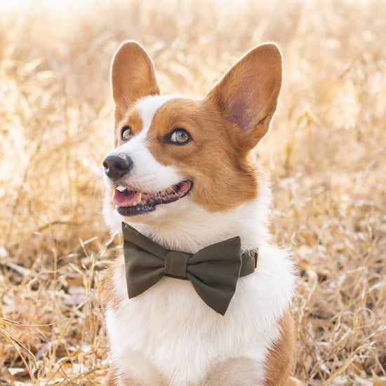 #Modeled by Honey (27lbs) in a Medium collar and Large bow tie