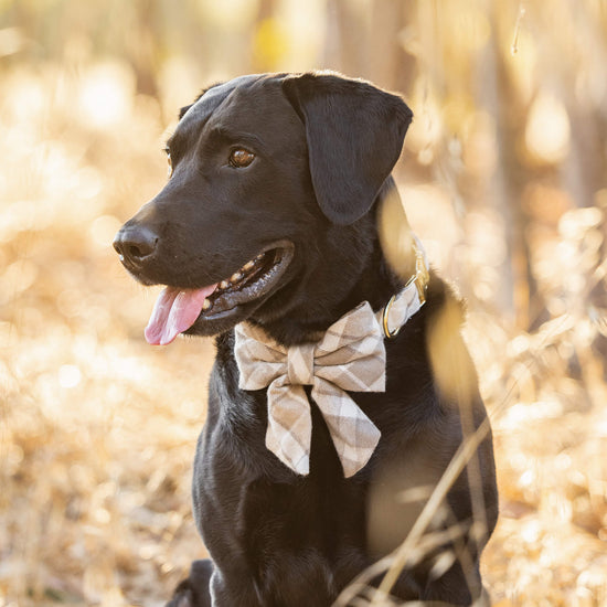 #Modeled by Jet (80lbs) in a Large collar and Large lady bow