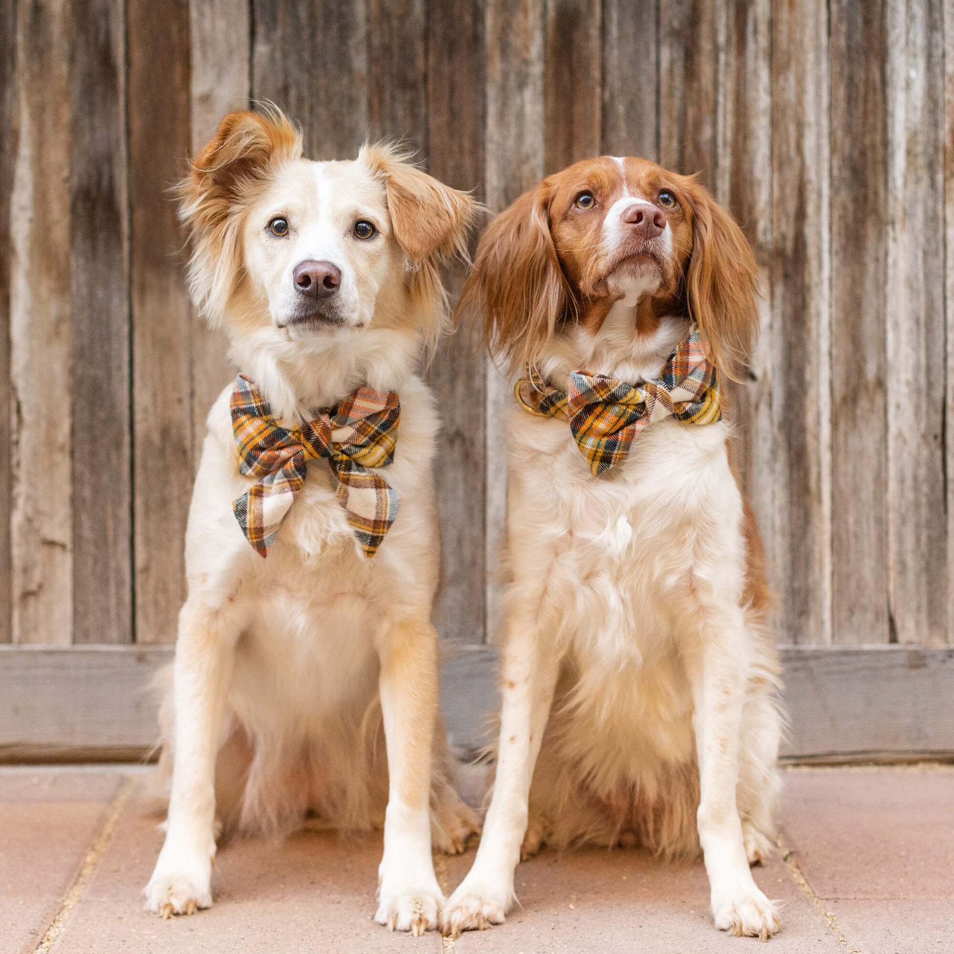 #Modeled by Maggie (40lbs) in a Medium collar and Large bow tie