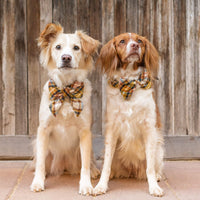#Modeled by Maggie (40lbs) in a Medium collar and Large bow tie