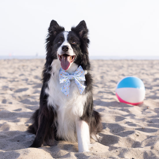Beach Ball Lady Dog Bow