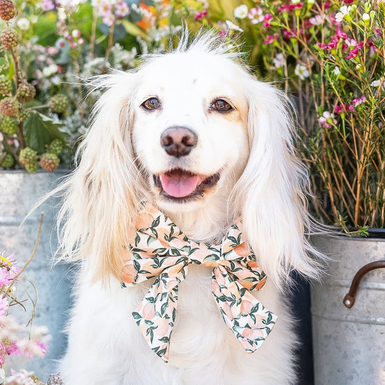 Peaches and Cream Lady Bow Collar