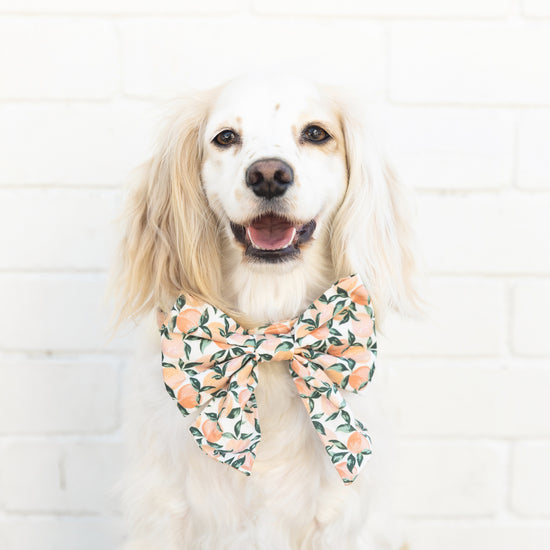 Peaches and Cream Lady Bow Collar
