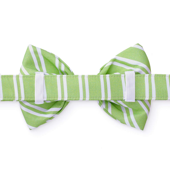Sprout Stripe Bow Tie Collar