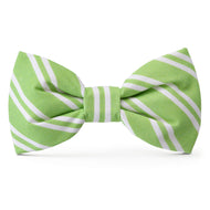Sprout Stripe Dog Bow Tie