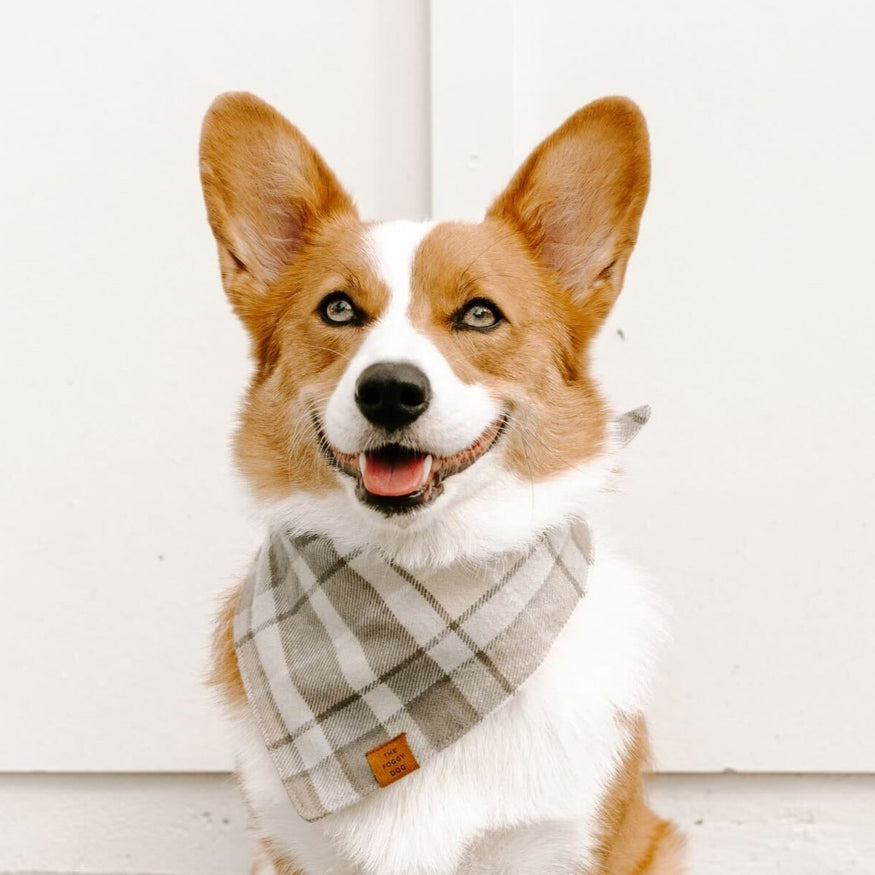 Andover Plaid Flannel Dog Collar – The Foggy Dog