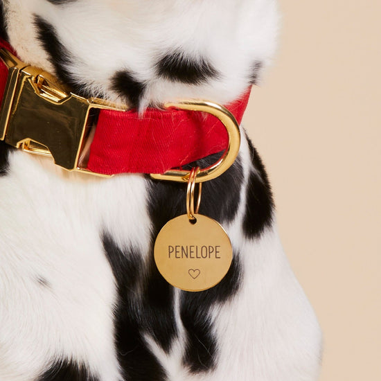 #Modeled by Dottie (43lbs) in a Large pet ID tag
