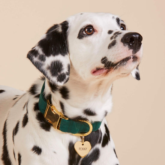 Evergreen Dog Collar
