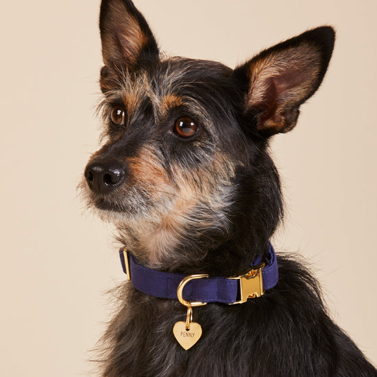 #Modeled by Peppers (16lbs) in a Small pet ID tag