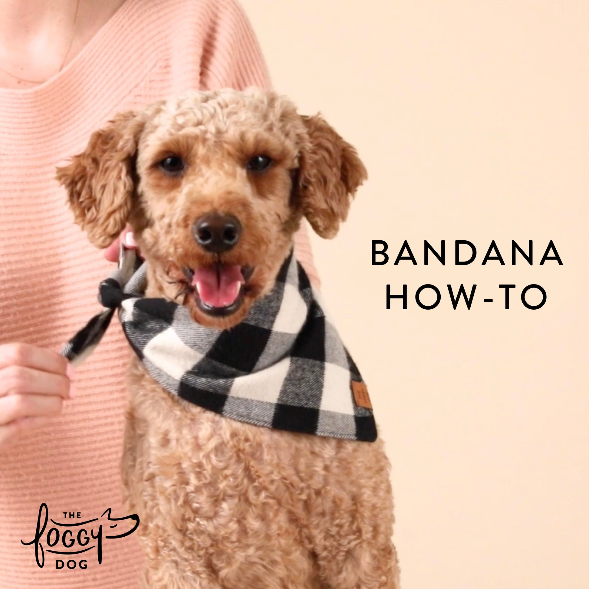 Bandana How-To at The Foggy Dog