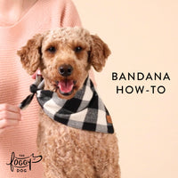 Bandana How-To at The Foggy Dog