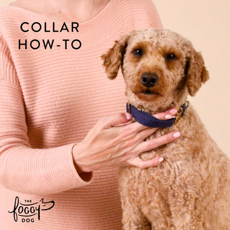 Periwinkle Posies Dog Collar