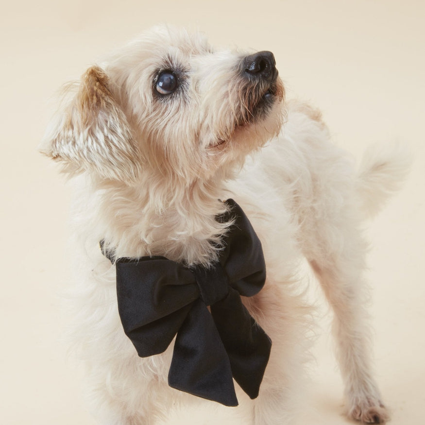 Gold Star Dog Bow Tie New Years Eve Dog Bow Tie New Year 