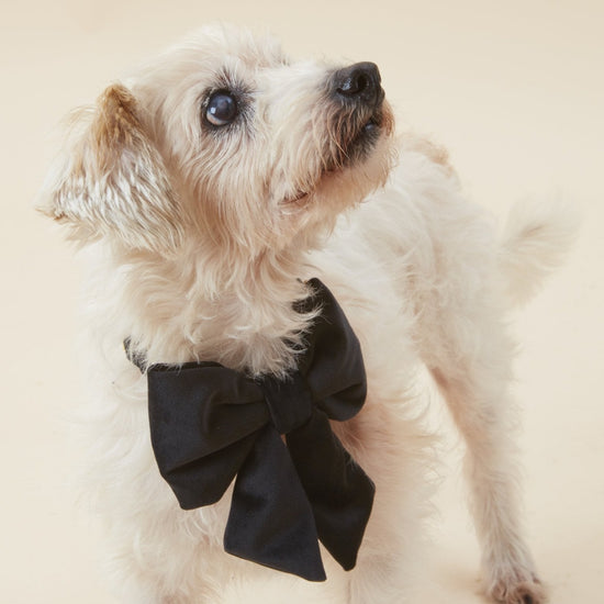 #Modeled by Gin (10lbs) in a Small lady bow