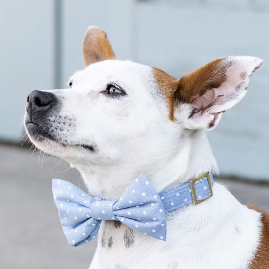 #In a Medium collar and Large bow tie