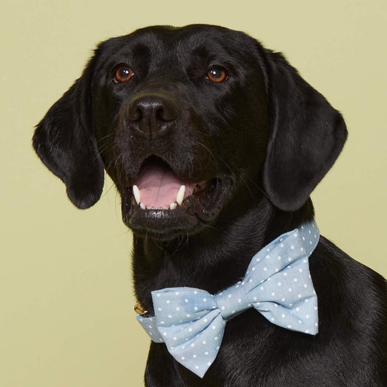 Chambray Dots Bow Tie Collar from The Foggy Dog 