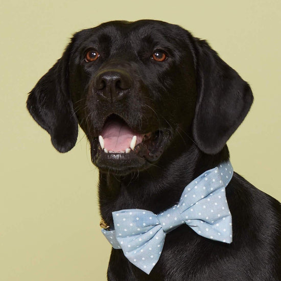 Chambray Dots Dog Bow Tie from The Foggy Dog 