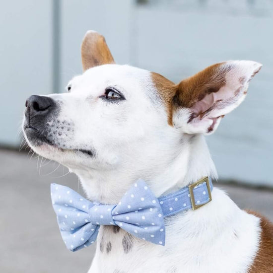 Chambray Dots Dog Bow Tie from The Foggy Dog 