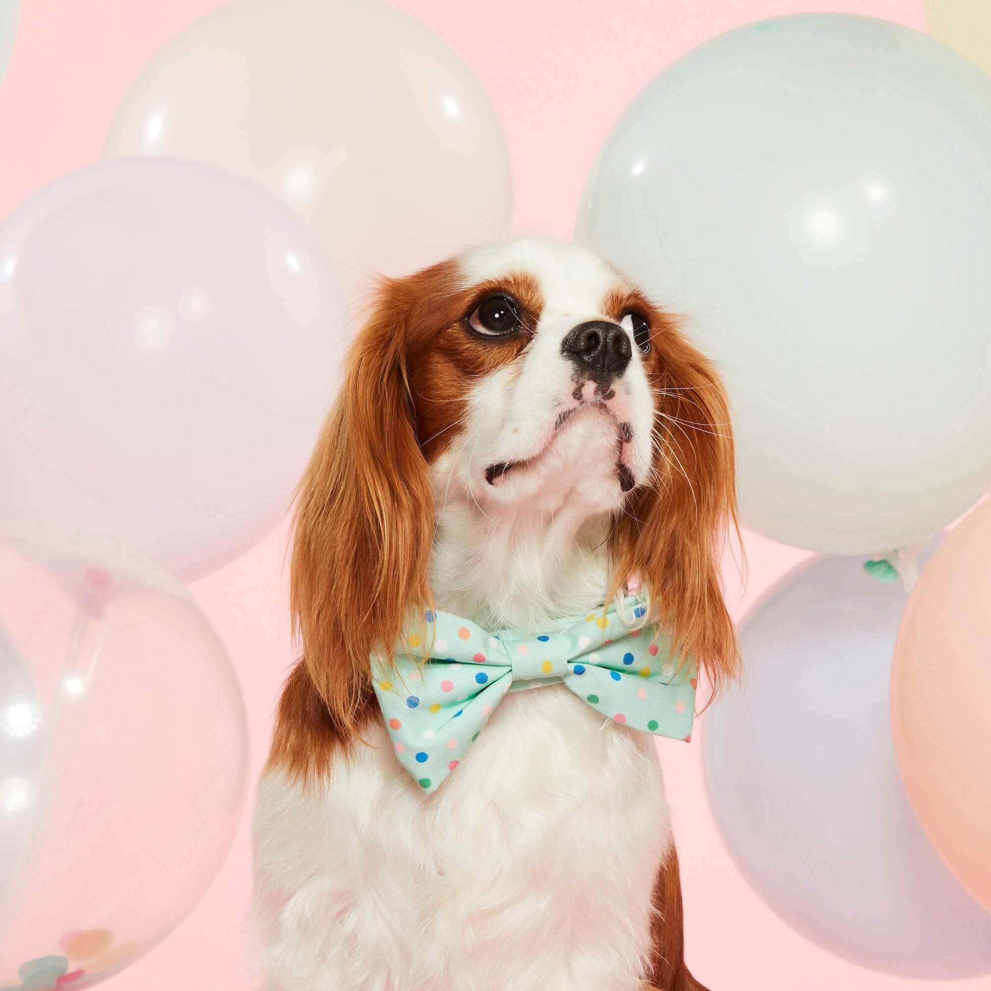 Confetti Dots Bow Tie Collar from The Foggy Dog 