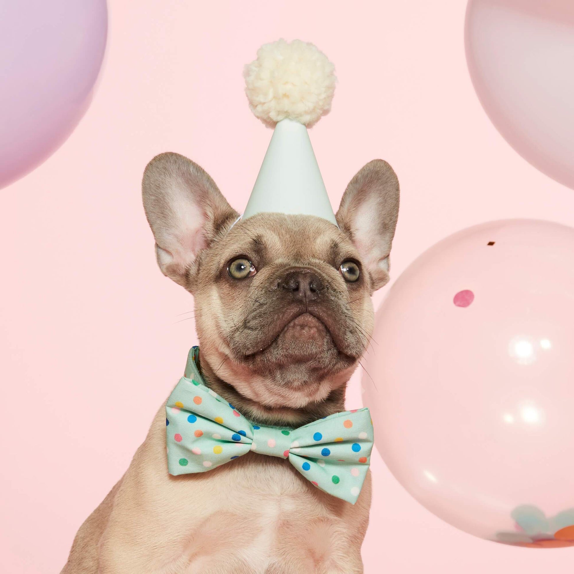 Confetti Dots Dog Bow Tie from The Foggy Dog 