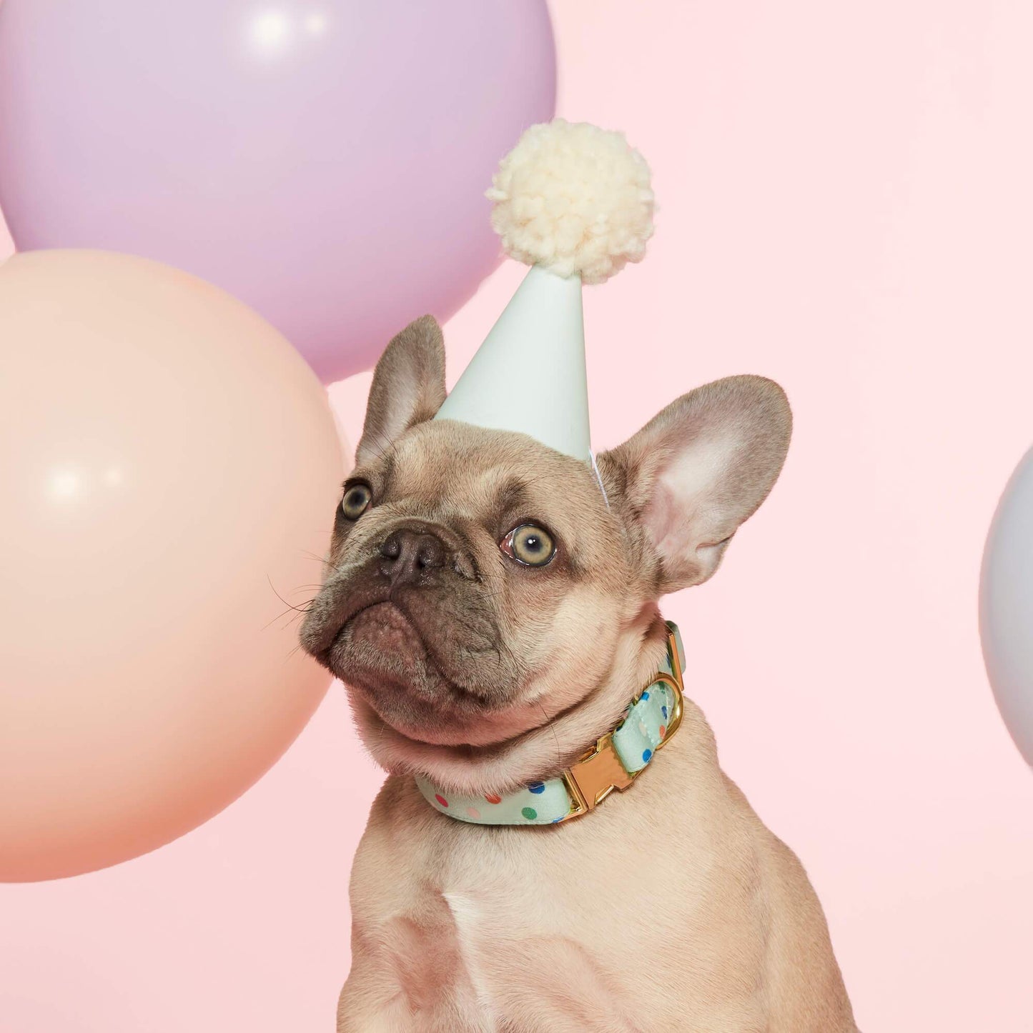 Confetti Dots Dog Collar from The Foggy Dog 
