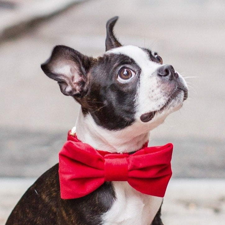 Cranberry Velvet Bow Tie Collar from The Foggy Dog 