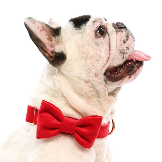 Cranberry Velvet Bow Tie Collar from The Foggy Dog 