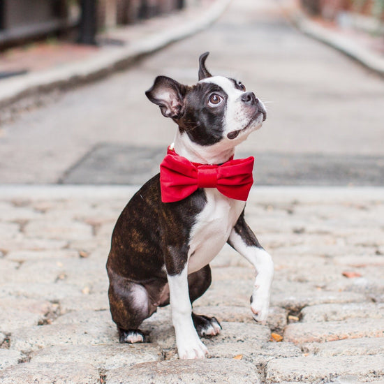Cranberry Velvet Dog Bow Tie from The Foggy Dog 