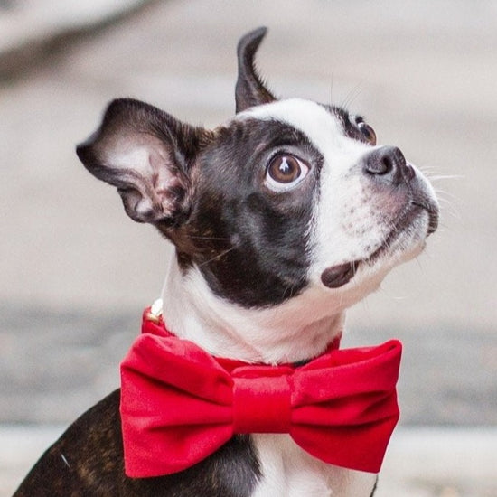 Cranberry Velvet Dog Bow Tie from The Foggy Dog 