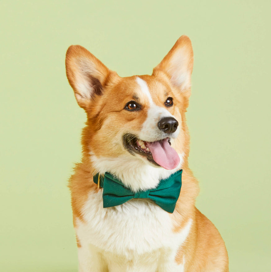 Corgi in a bow tie Clearance