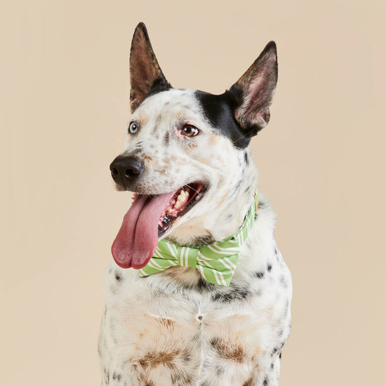 Sprout Stripe Dog Bow Tie