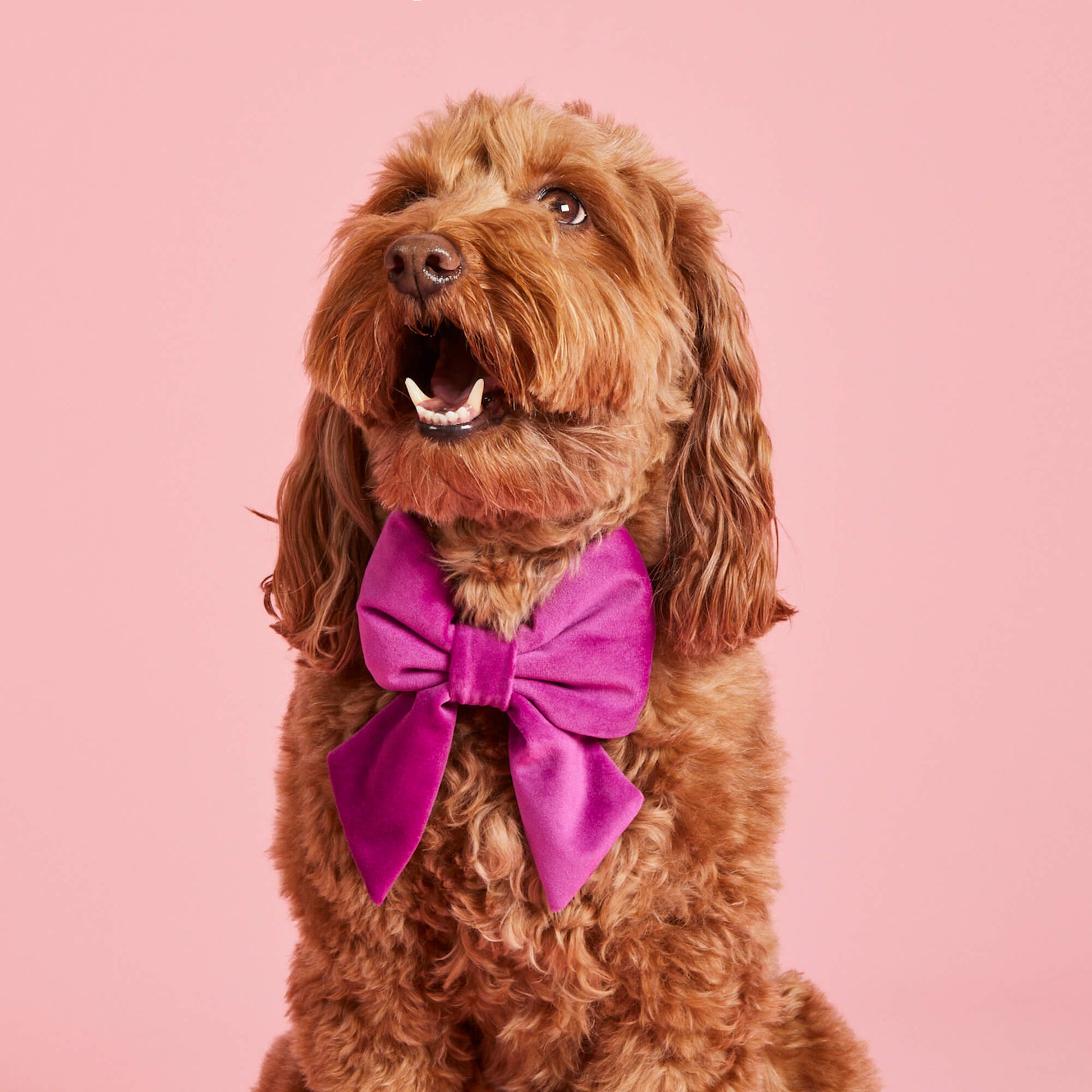 Plum Velvet Lady Dog Bow – The Foggy Dog