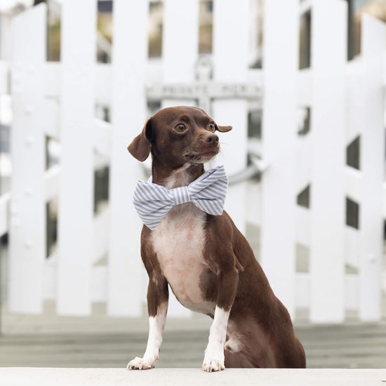Dusty Blue Stripe Bow Tie Collar from The Foggy Dog 