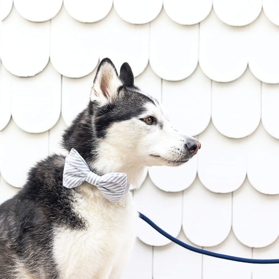 Dusty Blue Stripe Dog Bow Tie from The Foggy Dog 