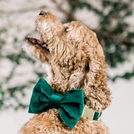 #Modeled by Archie (30lbs) in a Medium collar and Large bow tie