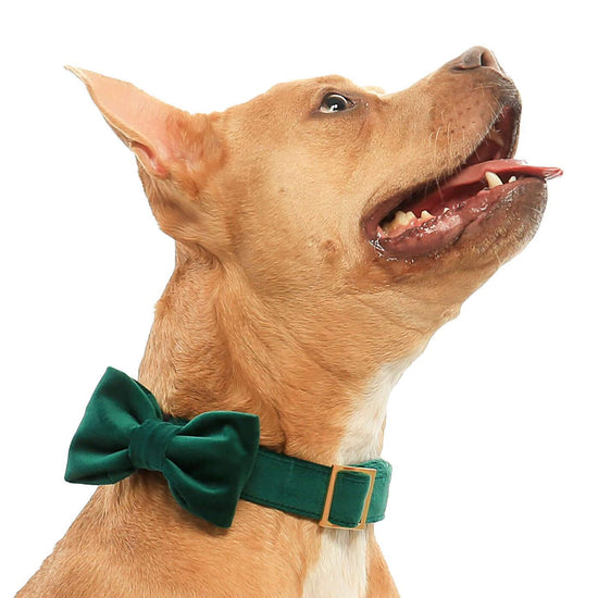 Forest Green Velvet Bow Tie Collar from The Foggy Dog 