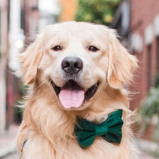 Forest Green Velvet Bow Tie Collar from The Foggy Dog 