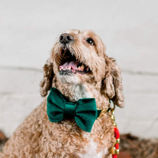Forest Green Velvet Dog Bow Tie from The Foggy Dog 