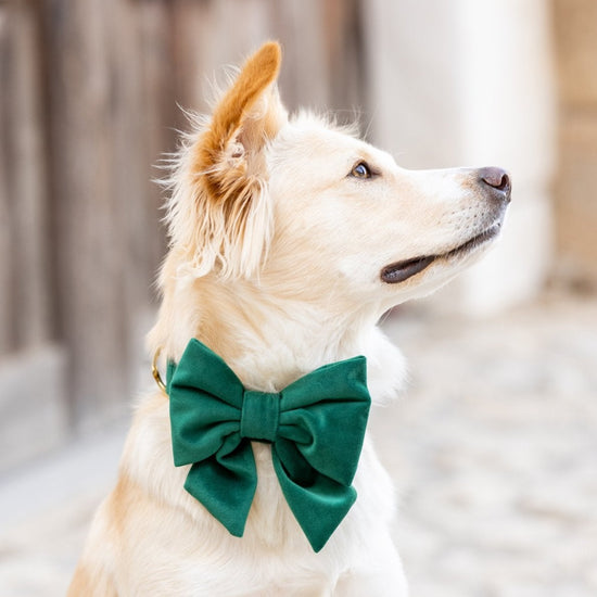 Forest Green Velvet Lady Bow Collar from The Foggy Dog 